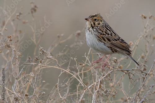 Obraz na płótnie Baird's Sparrow, Ammodramus bairdii w salonie