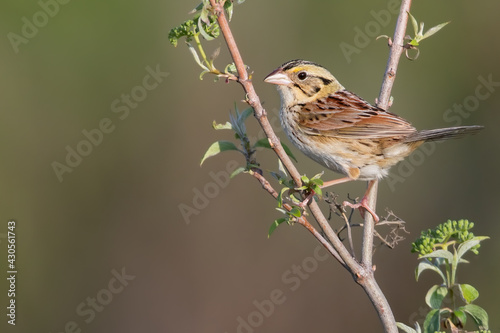 Obraz na płótnie Henslow's Sparrow, Centronyx henslowii w salonie