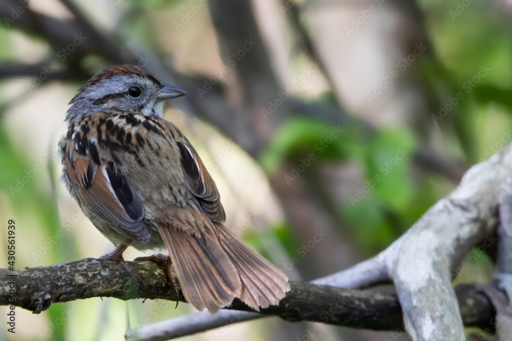 Swamp Sparrow, Melospiza georgiana Swamp Sparrow, Melospiza georgiana