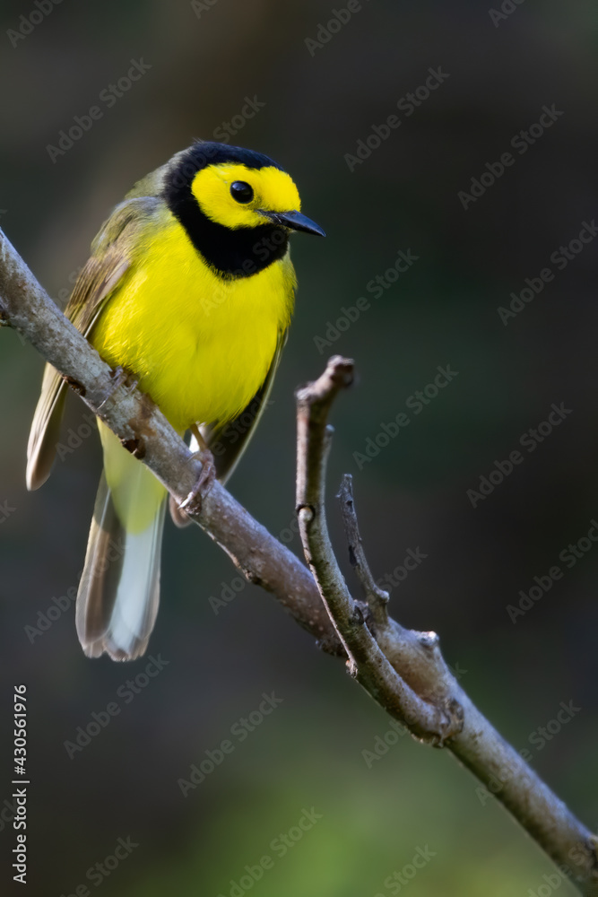 Hooded Warbler, Setophaga citrina Hooded Warbler, Setophaga citrina