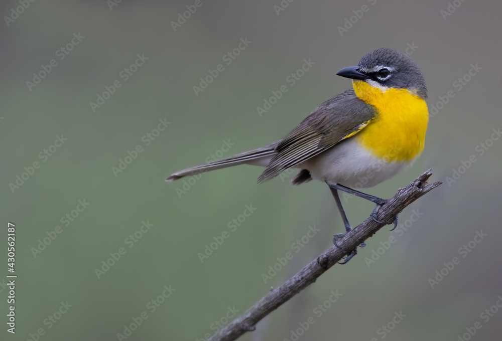 Yellow-breasted Chat, Icteria virens