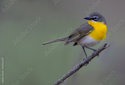 Yellow-breasted Chat, Icteria virens