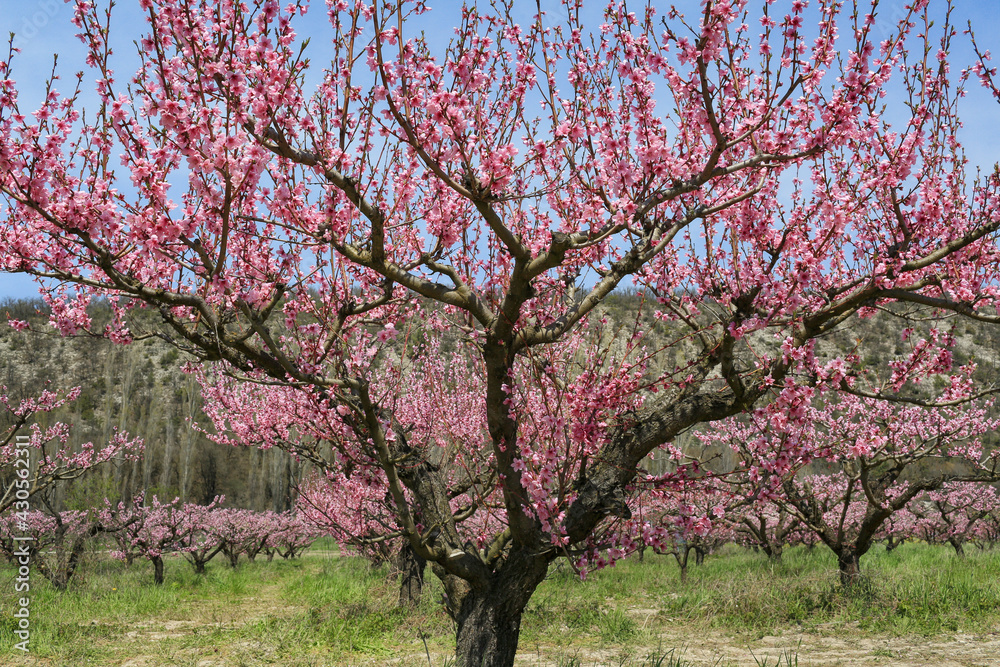 Beautiful trees with pink flowers blooming in spring, peach garden