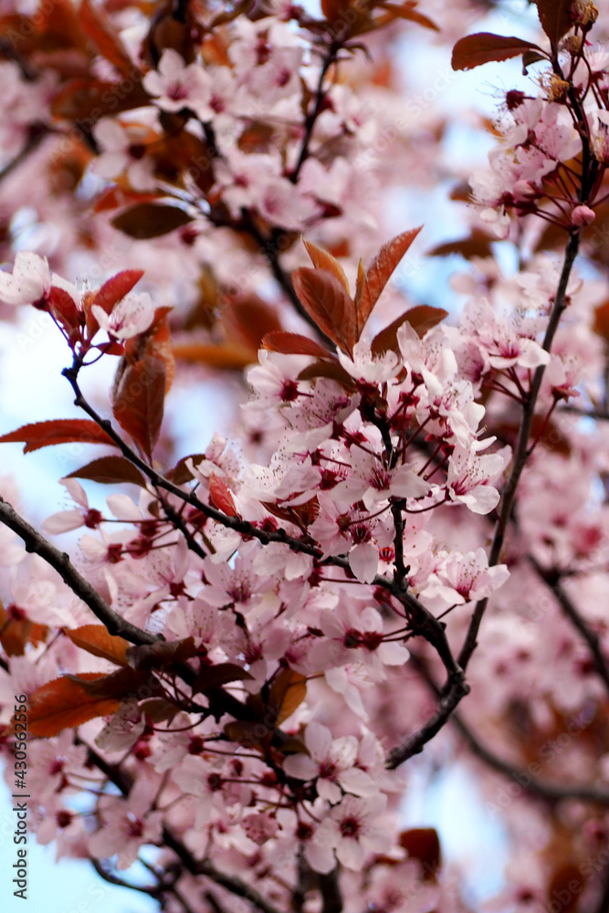 many pink flowers on sakura tree. sakura blossom in spring many pink flowers on sakura tree. sakura blossom in spring