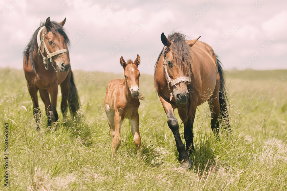 horses in the field