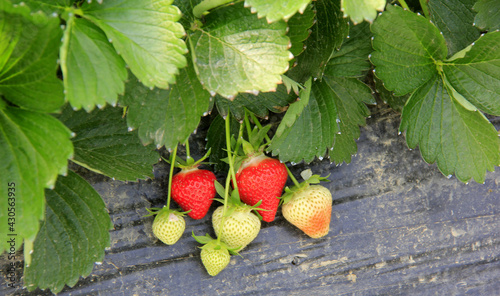 plants de fraises