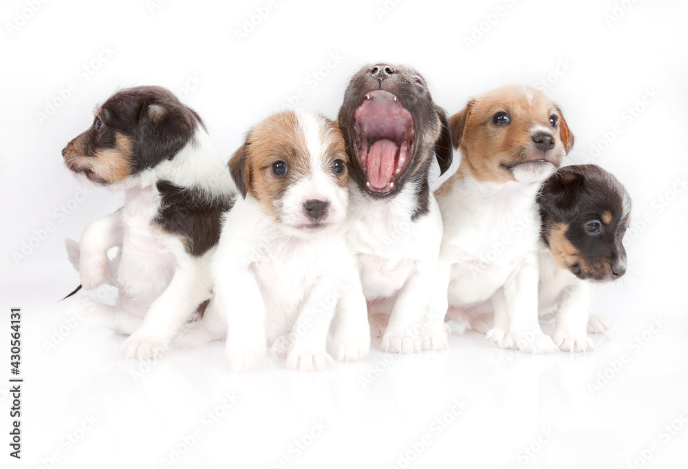 Cute Jack Russell puppies in a photography studio with a white background and floor. 