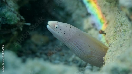 Close-up of Geometric moray on coral reef. Geometric moray or Grey Moray (Gymnothorax griseus). Underwater life in the ocean (4K-60pfs). photo