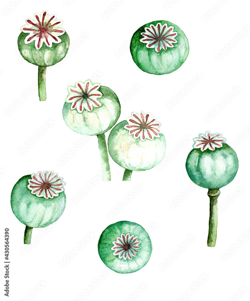Watercolor illustration of green poppy pods isolated on white