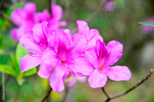 Almond flower_7