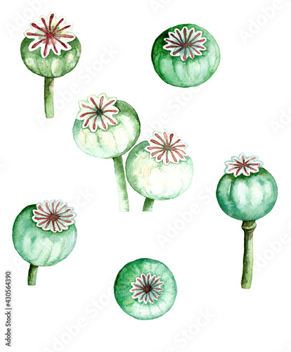 Watercolor illustration of green poppy pods isolated on white © ShadedShirlies