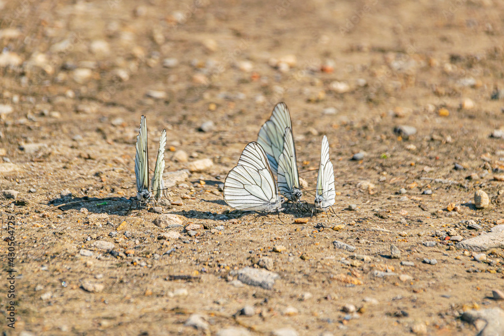 White butterflies on the brown ground small stones around White butterflies on the brown ground small stones around