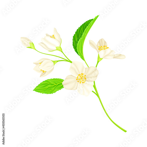 Jasmine Plant Specie with Fragrant White Flowers and Pinnate Leaves Closeup Vector Illustration