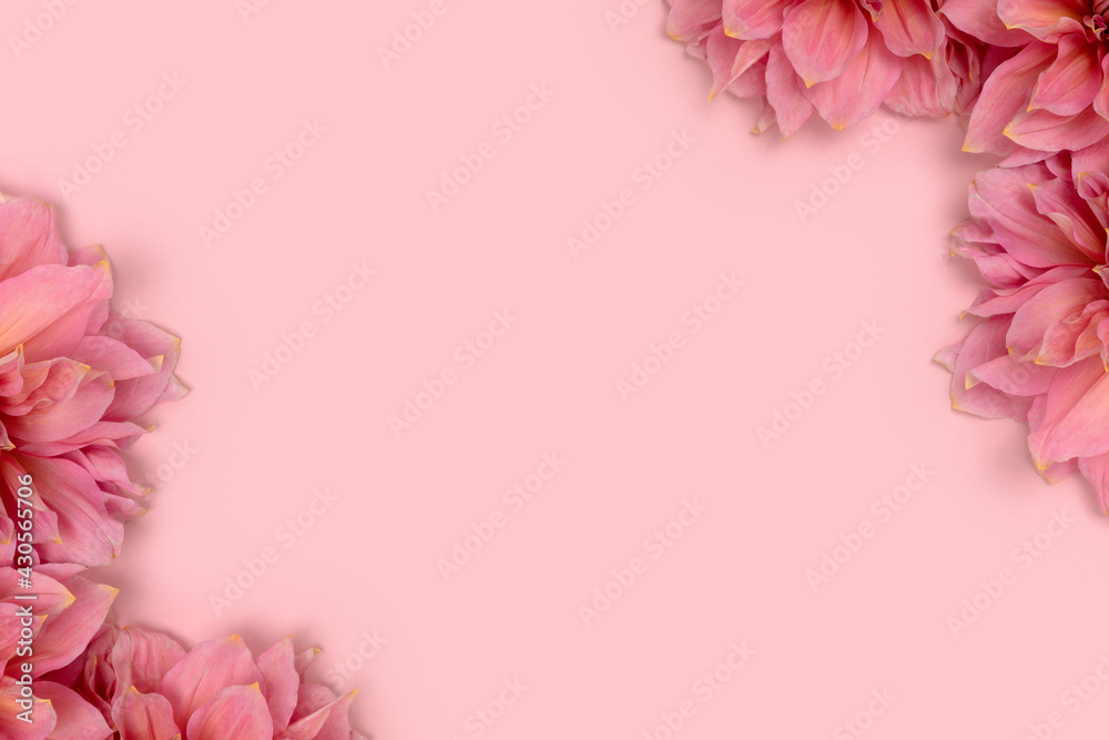 Border frame made of dahlia flowers on a pink background. Tenderness romantic concept.