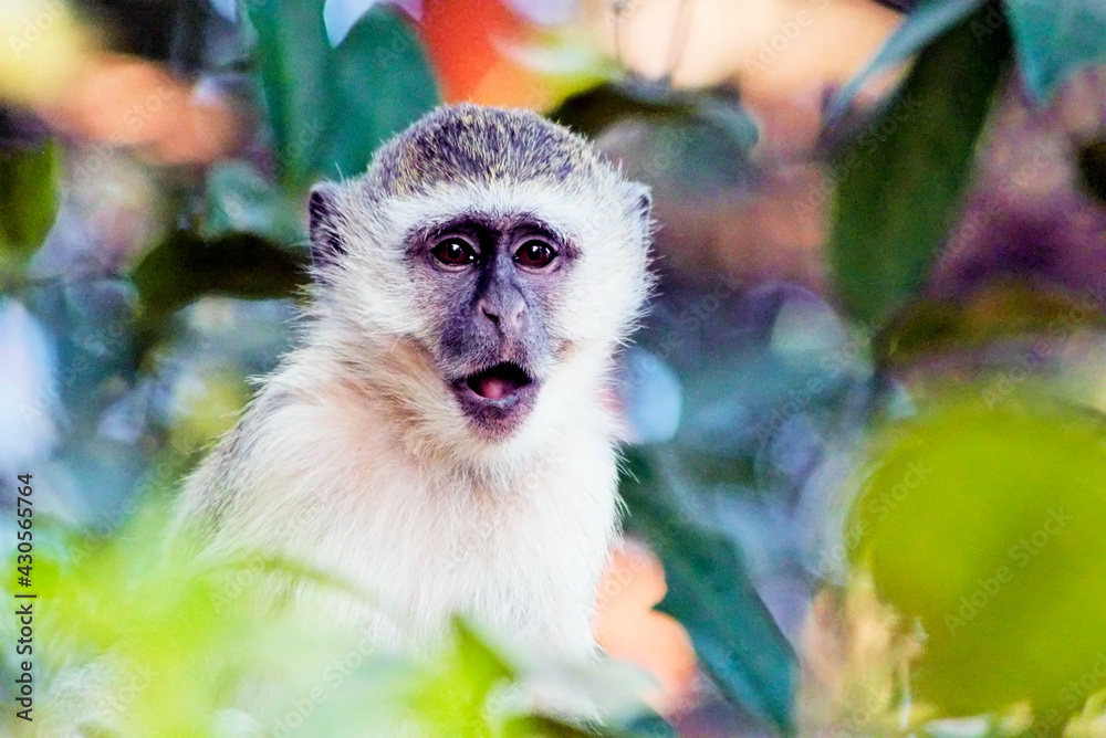 Fototapeta premium Vervant Monkey in Zambia