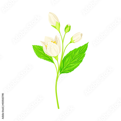 White Fragrant Flowers of Jasmine Plant Specie Sprig with Pinnate Leaves Closeup Vector Illustration