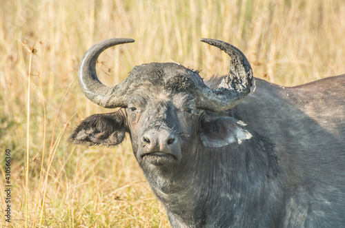 cape buffalo in the wild