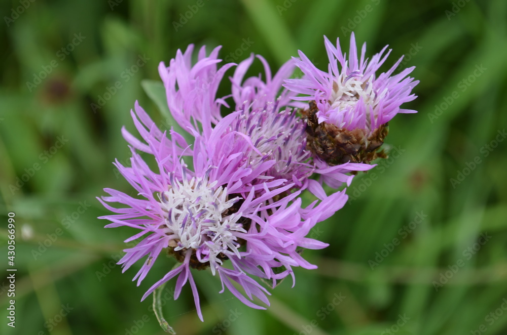 bee on a flower