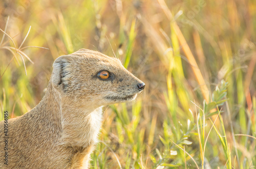 meerkat in the grass