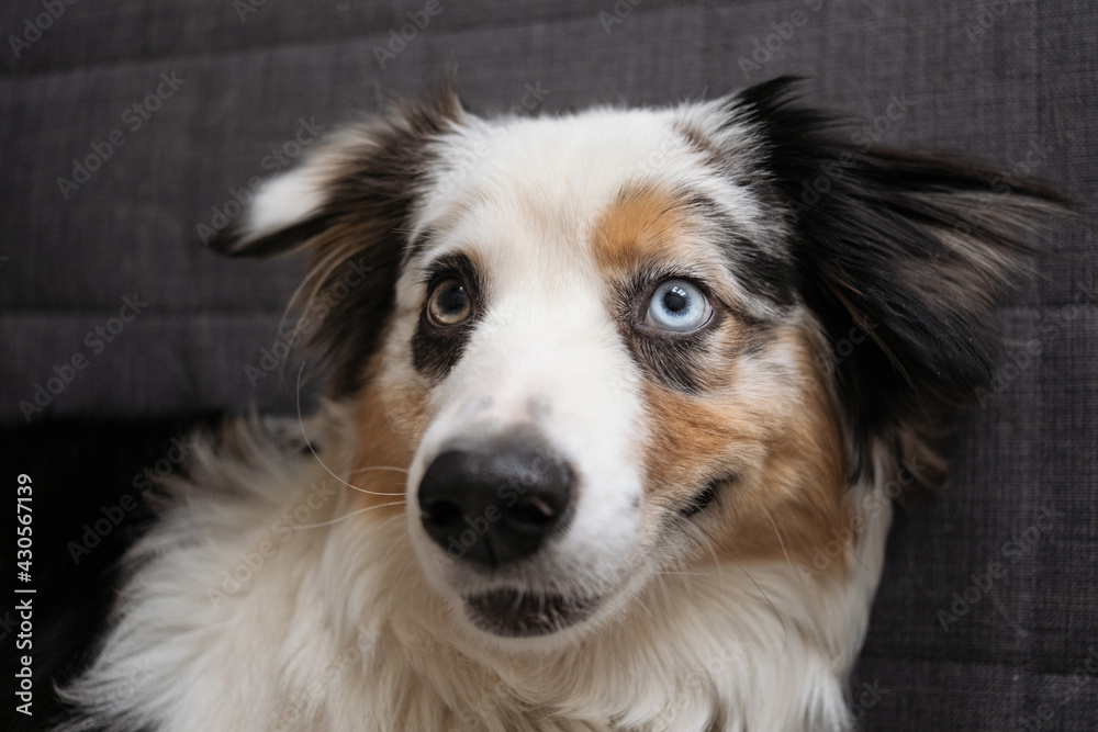 Cute Australian shepherd blue merle dogs face different colours eyes 