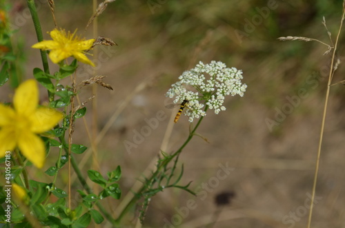 bee on a flower