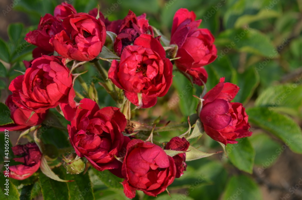 Fototapeta premium red tulips in garden