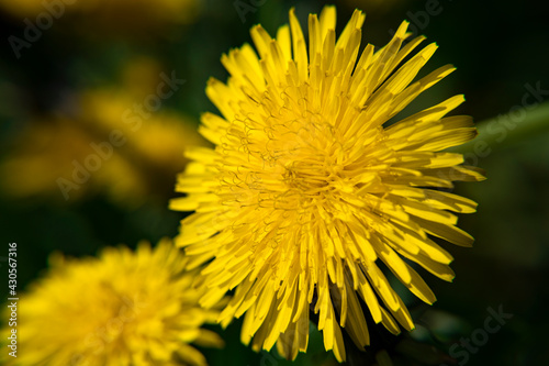 Blooming yellow dandelion in the park