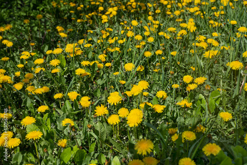 Blooming yellow dandelions in the park