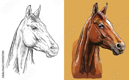 Vector illustration portrait of horse on orange backgound