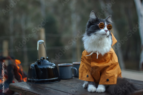 Domestic medium hair cat in yellow jackets hoodie wearing sunglasses sitting and relaxing on rustic table. Blurred background. campfire in forest, outdoor adventure cat