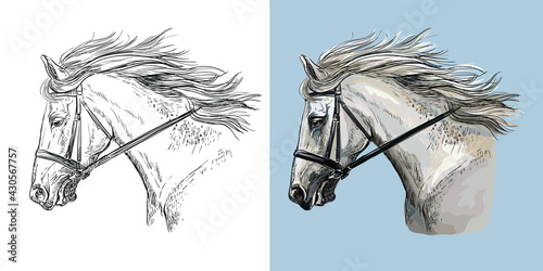 Vector illustration portrait of white sportive horse