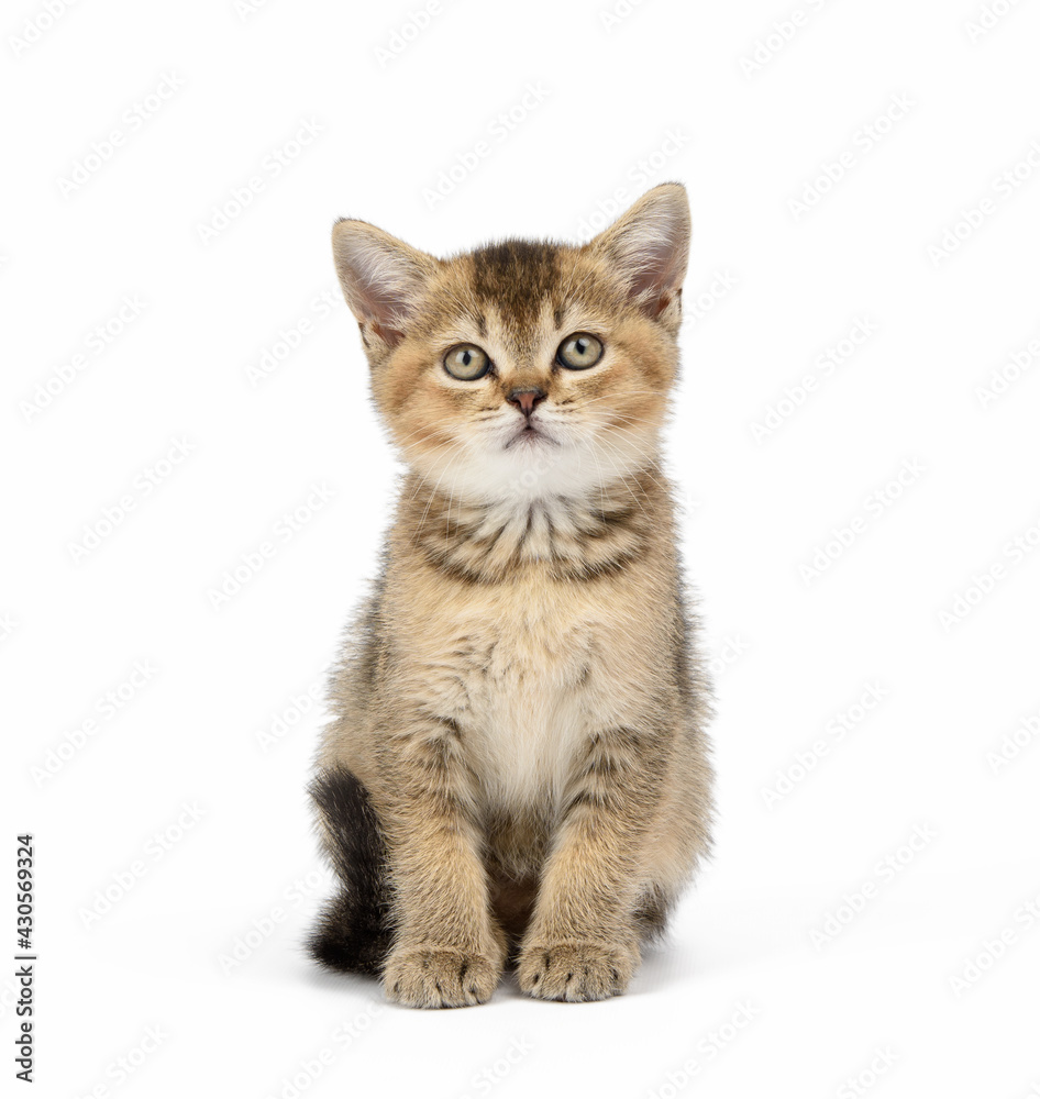 Kitten golden ticked Scottish chinchilla straight sits on a white background Kitten golden ticked Scottish chinchilla straight sits on a white background