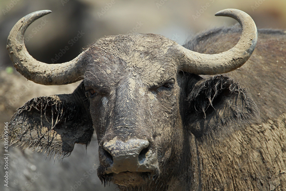 Naklejka premium Buffle (syncerus cafer)