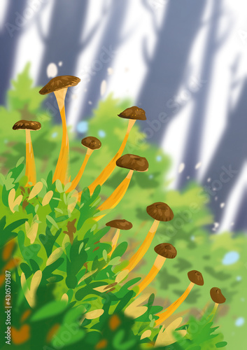 Cantharellus lutescens cama groc photo