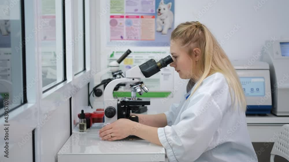 Female Veterinary Doctor Examining Blood Samples for Detection of Antibodies and Infections in a Lab. Researcher Using a Microscope. Medical Treatment and Healthcare of Pet Concept Female Veterinary Doctor Examining Blood Samples for Detection of Antibodies and Infections in a Lab. Researcher Using a Microscope. Medical Treatment and Healthcare of Pet Concept
