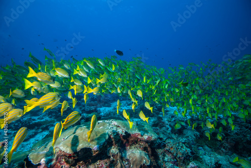 a school of fish, coral reef maldives
