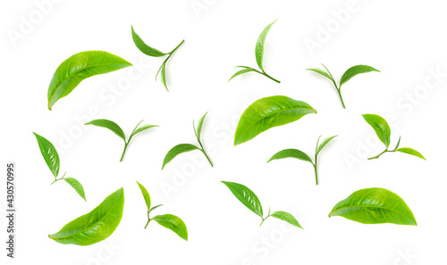 Green tea leaf collection isolated on white background