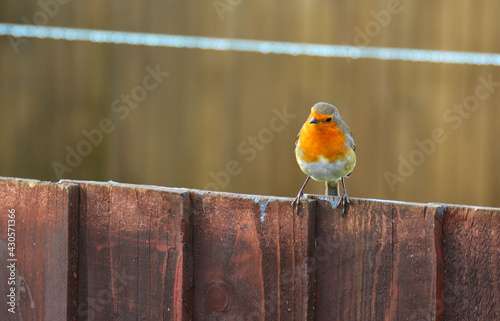robin on a fence © adrian