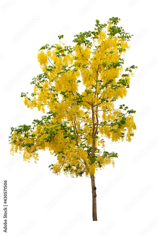 Cassia Fistula Flower Tree Isolated On White Background. Cassia Fistula Flower Tree Isolated On White Background.