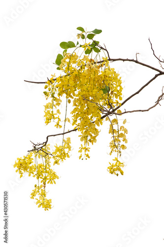 Cassia Fistula Flower Isolated On White Background.