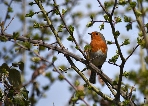 robin on a branch