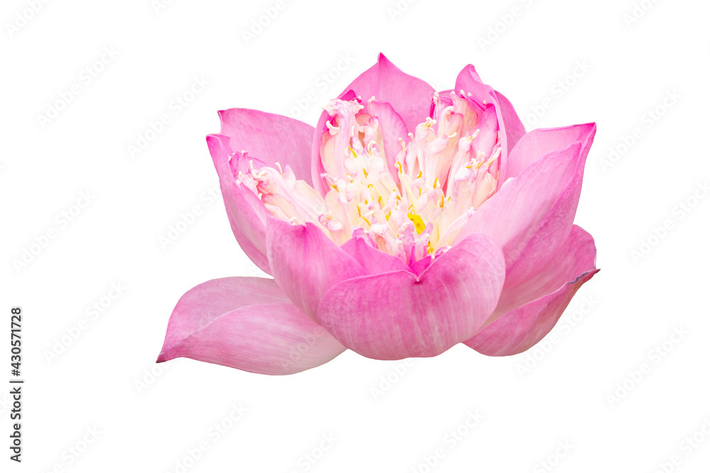 Pink Lotus Flower Isolated On White Background.