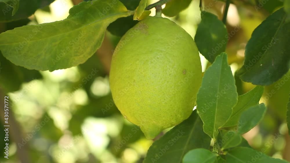Close up of green lemon hanging still on tree Close up of green lemon hanging still on tree