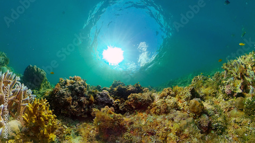 Coral reef and tropical fishes. The underwater world of the Philippines. Philippines.