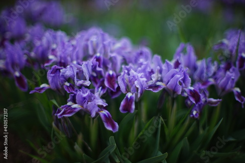 Lovely purple iris flowers with green leaves grows in spring garden.