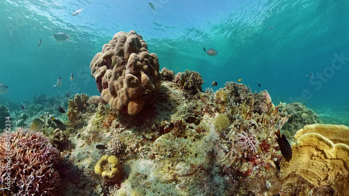 Underwater fish garden reef. Reef coral scene. Seascape under water. Philippines.
