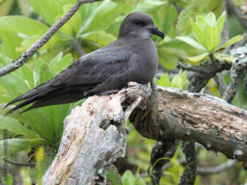 Murphy's petrel, Pterodroma ultima © AGAMI