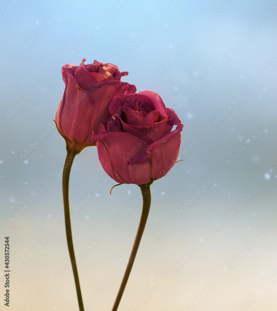 Fioletowe kwiaty Eustoma - obrazy, fototapety, plakaty 