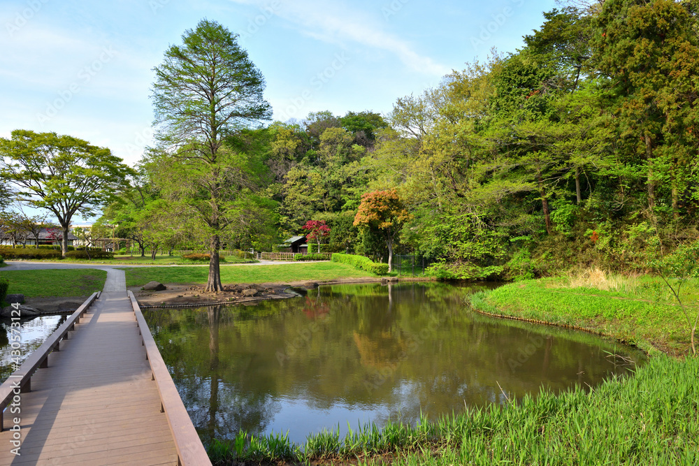 公園の池と樹木と木橋 公園の池と樹木と木橋