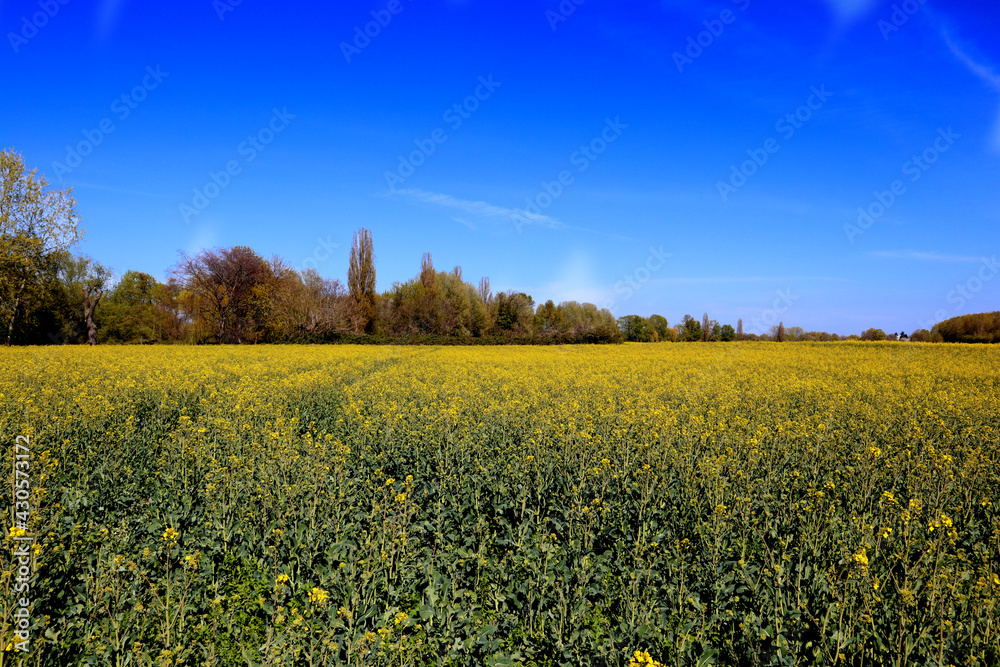 Yellow flowers field with sky background